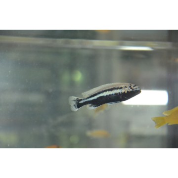 Melanochromis auratus 5-6...